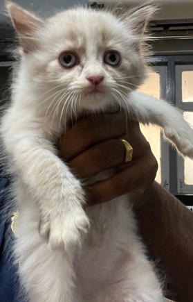 Himaliyan kitten