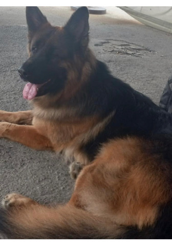 German Shepherd – German Shepard
