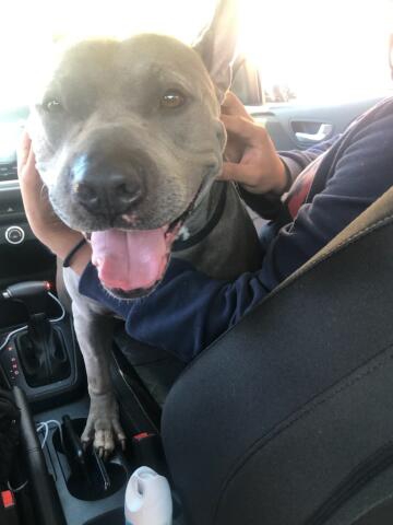 American Pit Bull Terrier – blue nose