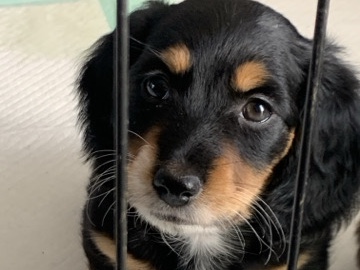 Dachshund - dachshund female puppy for sell available for adoption in Miami