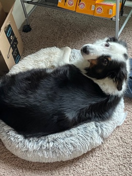 Border Collie – Border Collie Mix to Good Single Home