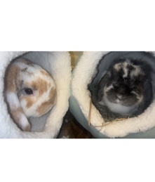 Holland Lop – rehoming Bunnies 🐰