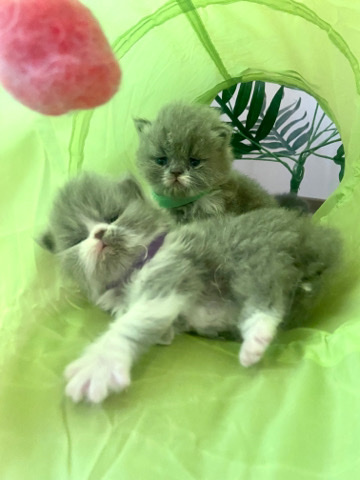 Persian (Traditional) – Adorable Persian kittens