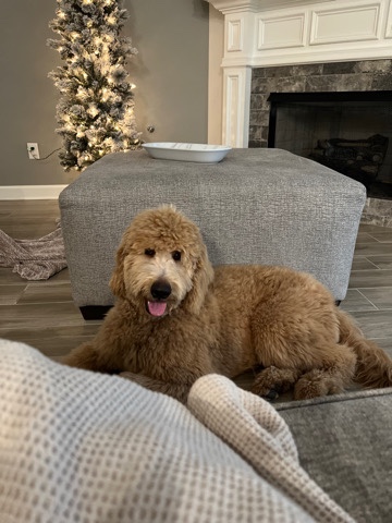 Golden Retriever – golden doodle rehome
