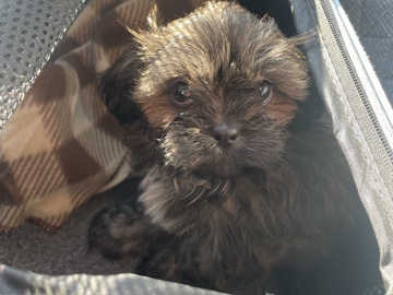 Male Shi Tzu 3 month old