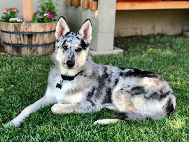 Australian Shepherd – REHOMING - Bailey - 4yrs old - Australian and German Shepard mix - MALE
