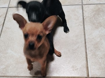 Chihuahua – Chihuahuas – Tucson