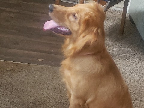 Golden Retriever – golden retrieve – San Antonio