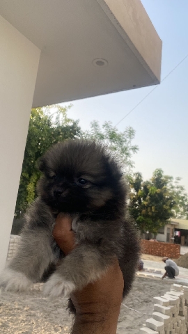 culture dog