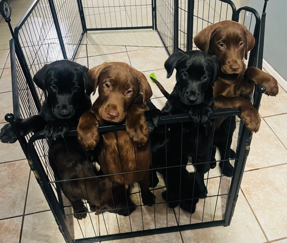 Labrador Retriever – Labrador Puppies