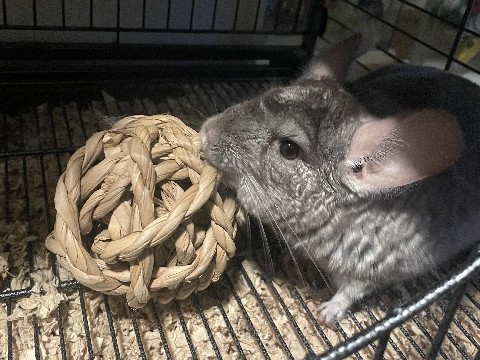 Chinchilla – Chinchilla (Aigis) – San Jose