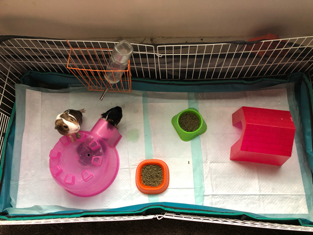 Any – Ginuea Pig Duo