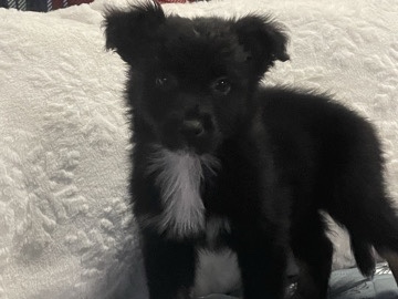 Border Collie – 🐾Border Collie x Australian Sheperd Male Puppy 🐾 – Pleasanton