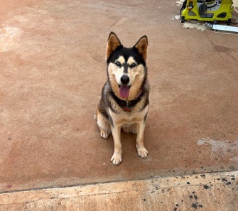 Siberian Husky – Siberian Husky