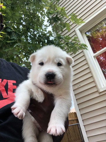  Siberian husky/ Malibu 