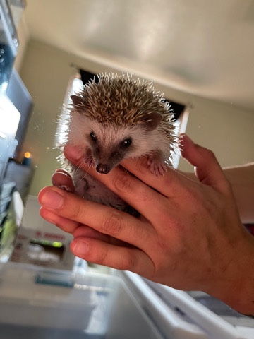 hedgehog – Baby hedgehogs 915-479-2090