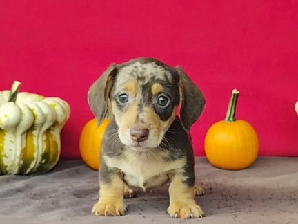 Miniature Dachshund