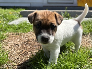 Jack Russell Terrier 