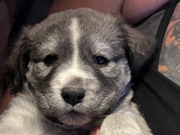 Mixed Breed – Silver, white and grey Bully mixed puppy (boy) – Mound House