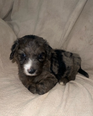 F1 Aussiedoodle