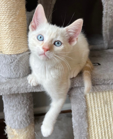 Siamese – Flame Point Siamese Kittens