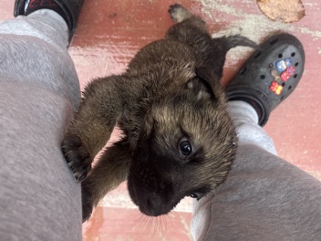 German Shepherd – Full Breed German Shepherd – Douglasville