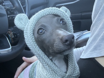 Italian Greyhound – 15 week Italian Greyhound (f) – St. George
