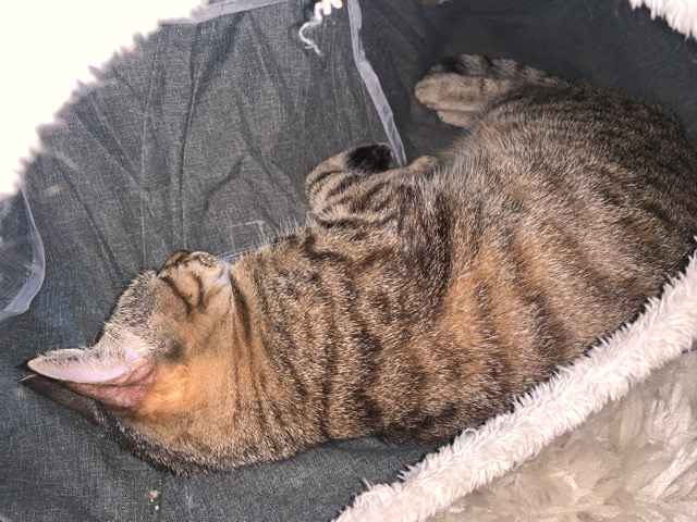 Half Bengal Kitten 7 Months