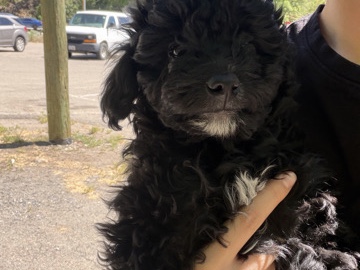 Goldendoodle – Mini Goldendoodle/Aussie – Lehi