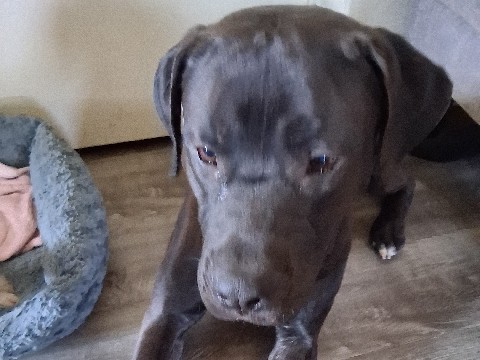 Labrador Retriever – in desperate need to rehome my daughters dog Ozzy – Denver