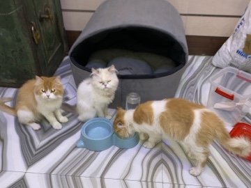 Persian (Traditional) – 3 Persian Cats (2 Female, 1 Male) with Complete Accessories Setup⁠ – Fatehpur