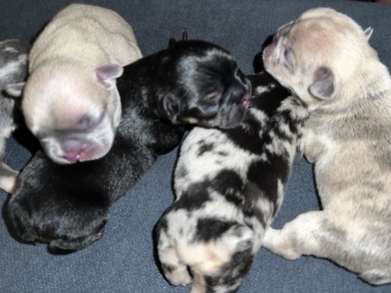 French Bulldog – AKC French Bulldog Puppies – Santa Clarita