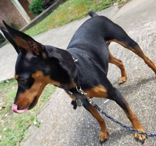 Miniature Pinscher – Miniature Pinscher