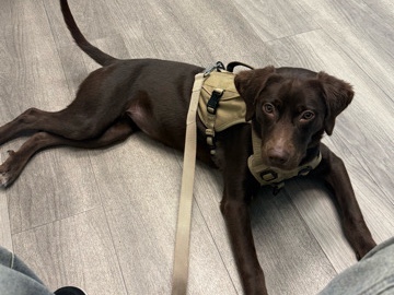 Boykin Spaniel – Owner Deploying Need a Loving Home. – Jacksonville