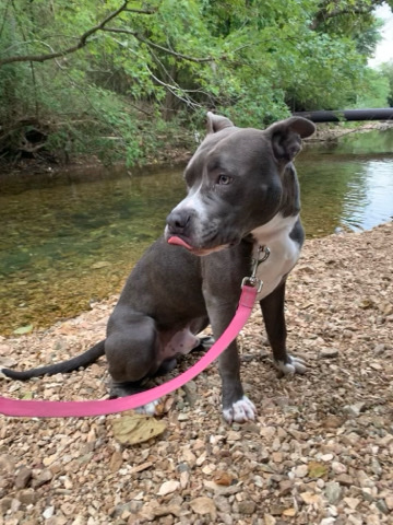 American Pit Bull Terrier – Skip Pitbull