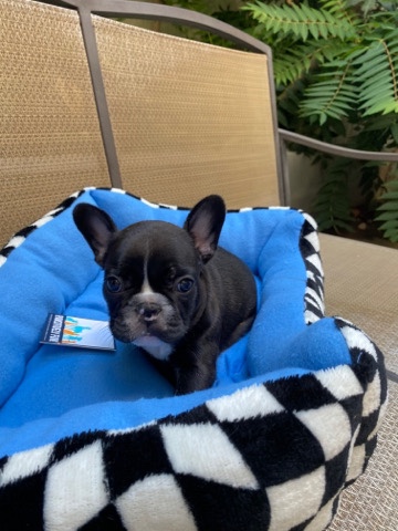 French Bulldog – vaquita