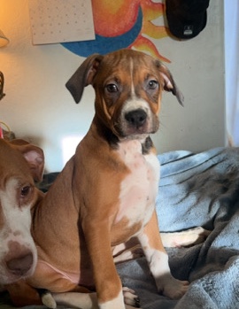 American Bulldog – Colt