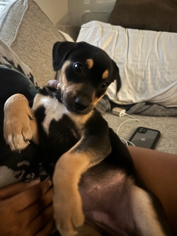 Rottweiler – Free Puppy