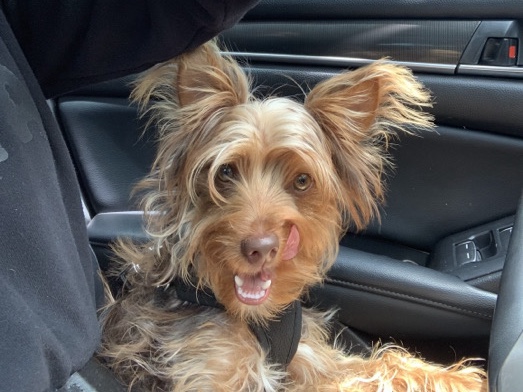 Yorkshire Terrier – Yorkshire Terrier Puppy – Ovilla