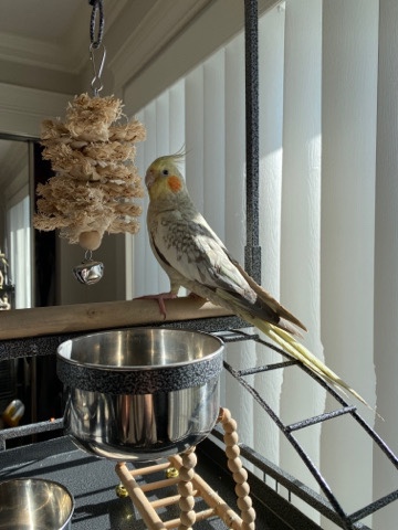 Cockatiel – Cockatiel with cage