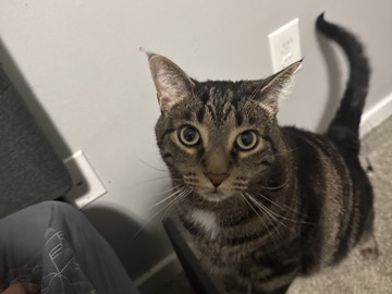 Colorpoint Shorthair – Shadow – Columbus