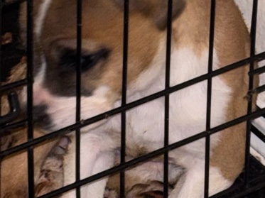 American Pit Bull Terrier – xl bully mixed with pitbull – Lawton