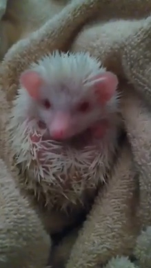hedgehog – Albino hedgehog