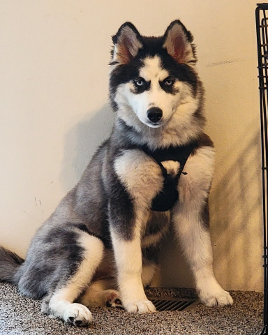 Siberian Husky – Akila