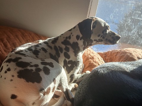 Dalmatian – lily dalmation