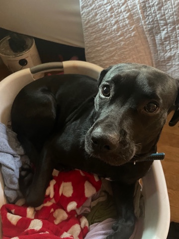 Labrador Retriever – Luna