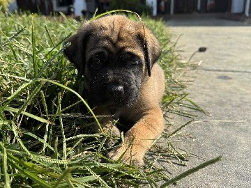 English Mastiff – Mastiff – Oneida
