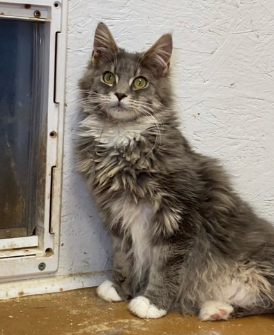 Maine Coon – Matroskin-natali