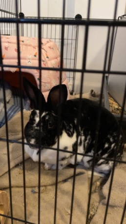 Black & white rabbit for sale