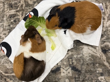 Guinea Pig – 2 female guinea pigs – Yorba Linda